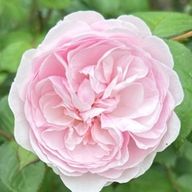 Yuame ☂️さんのアイコン画像