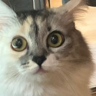 のっのさんのアイコン画像