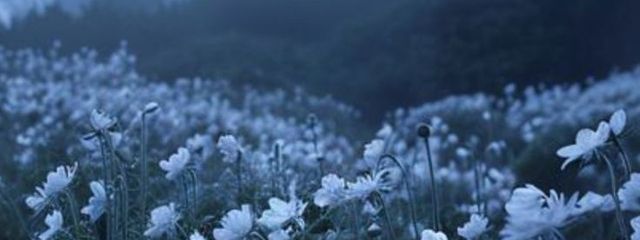 こ う .さんの壁紙画像