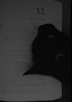 拝啓＿招き猫に招かれる人は何處へ