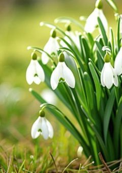 最低な貴方にスノードロップを。〜語り部屋〜