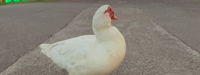 ほののんさんの壁紙画像