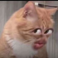 加工猫さんのアイコン画像