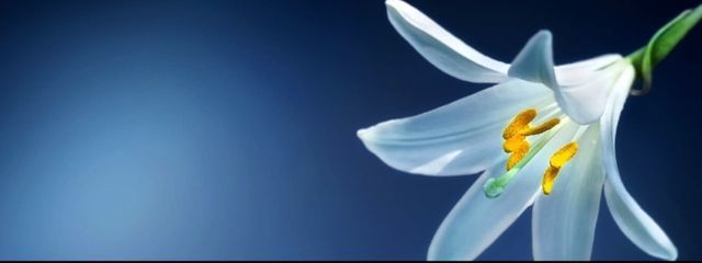 彩羽ルナさんの壁紙画像