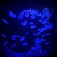 Stlovさんのアイコン画像