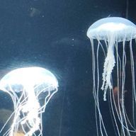 みはな🌷🪽さんのアイコン画像