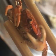 ､､､！さんのアイコン画像