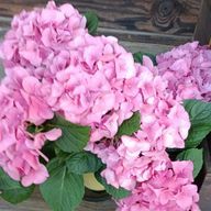 白玉🍈🈂️＠読み専＿超低浮上さんのアイコン画像