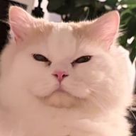 ふらわーはーとさんのアイコン画像