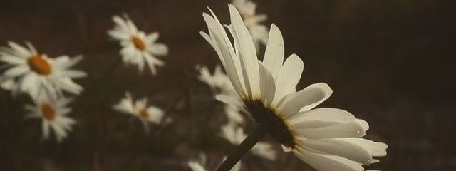 cou @ さんの壁紙画像