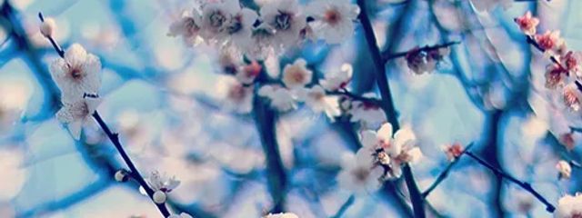 馨さんの壁紙画像