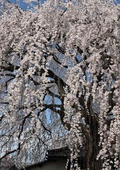 あの桜の木の下で