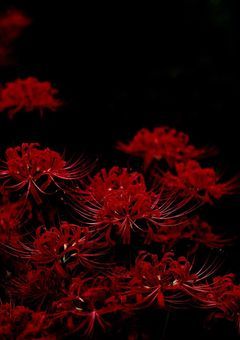 愛の果てに、血は咲く。