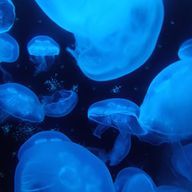 シマエナガ🚓さんのアイコン画像