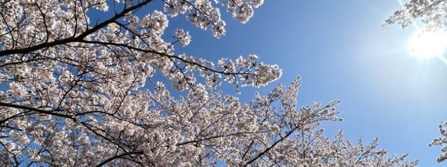 機関車トーマスさんの壁紙画像