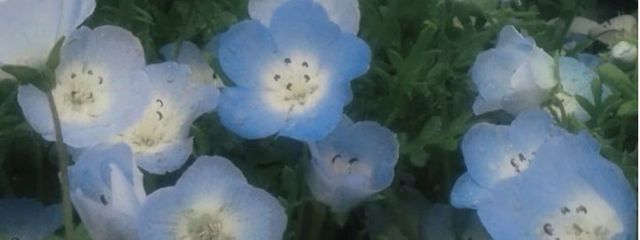 ラビさんの壁紙画像