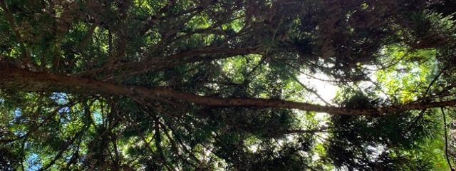 りすぷる@🌿🥃🪷さんの壁紙画像