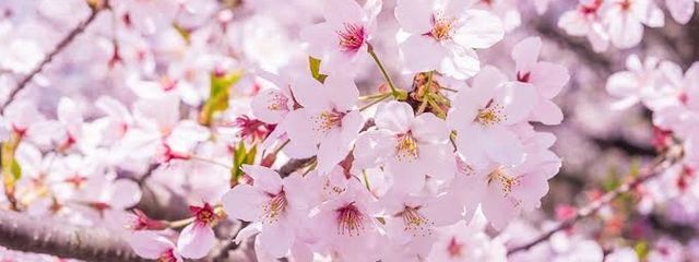 四官  ♊️さんの壁紙画像