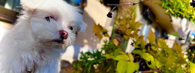 犬が可愛すぎるさんの壁紙画像
