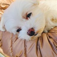 犬が可愛すぎるさんのアイコン画像