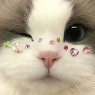 舞さんのアイコン画像