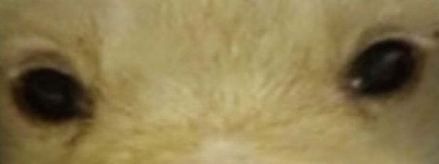 サバやねさんの壁紙画像