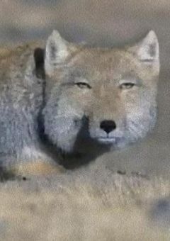 角名倫太郎、重度のシスコンってまじっすか…?