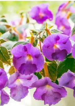 いじめっ子撲滅委員会