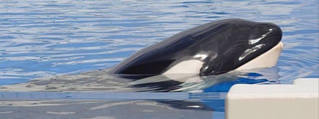 うめさんの壁紙画像