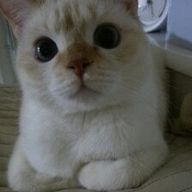 みさぽんさんのアイコン画像