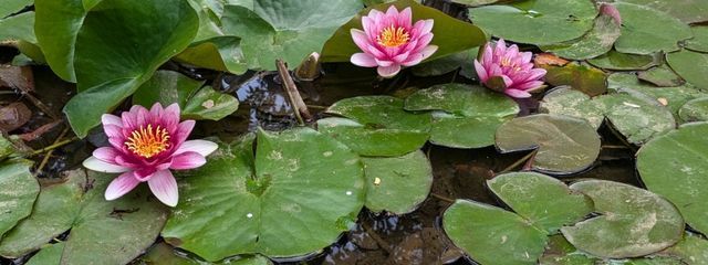 ズヨさんの壁紙画像