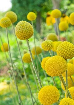 クラスペディアの花言葉