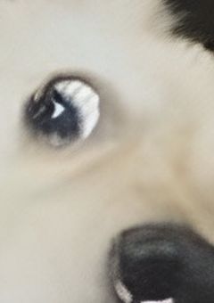 おさんぽりみゆ〜同盟