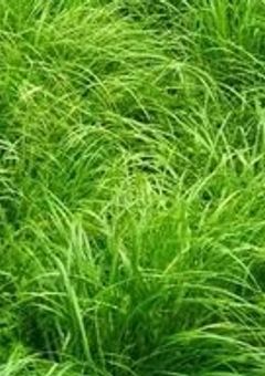 きなこもちゃのFC！