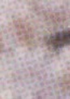 𐦯𐦯𐦯