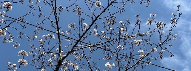 桜木さんの壁紙画像