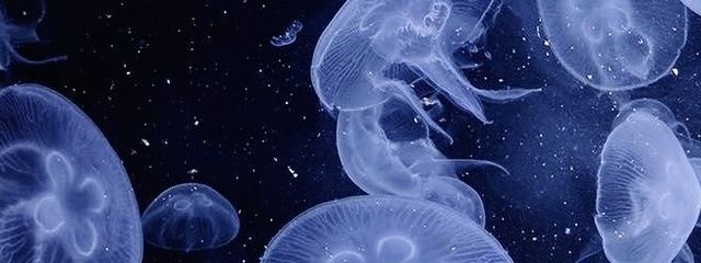 M.D.O　🪼@前垢戻れなくなったさんの壁紙画像