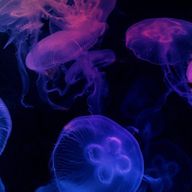 M.D.O　🪼@前垢戻れなくなったさんのアイコン画像