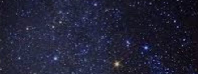 猫犬タマさんの壁紙画像