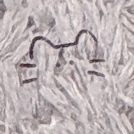 ☽꙳𝕞𝕒𝕚 🫧♫さんのアイコン画像