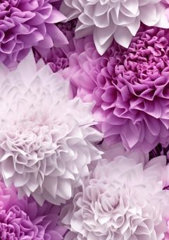 ダリアの花言葉