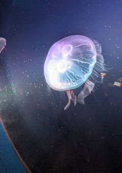 𝑻𝒐𝒌𝒚𝒐 𝒄𝒊𝒕𝒚