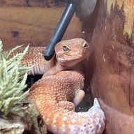 HINA(*^^*)さんのアイコン画像