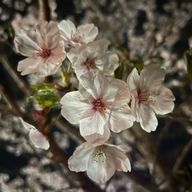 花園さんのアイコン画像