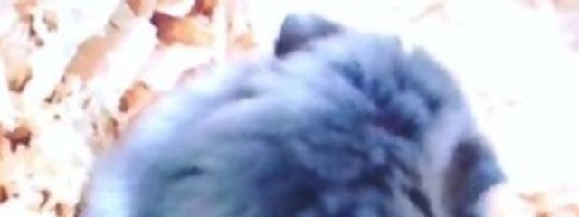 娘音恋 (コトコ) 　一時活動休止さんの壁紙画像