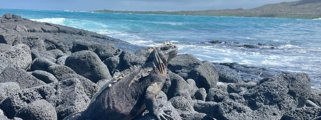 なつきメキシコさんの壁紙画像