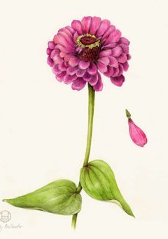 ピンクギャングと個性社会の居場所