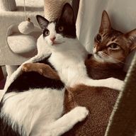 Kohaさんのアイコン画像