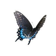 愛夢さんのアイコン画像