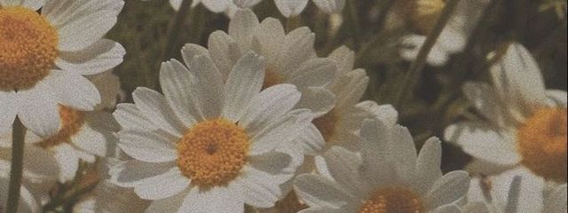 セラフィナさんの壁紙画像